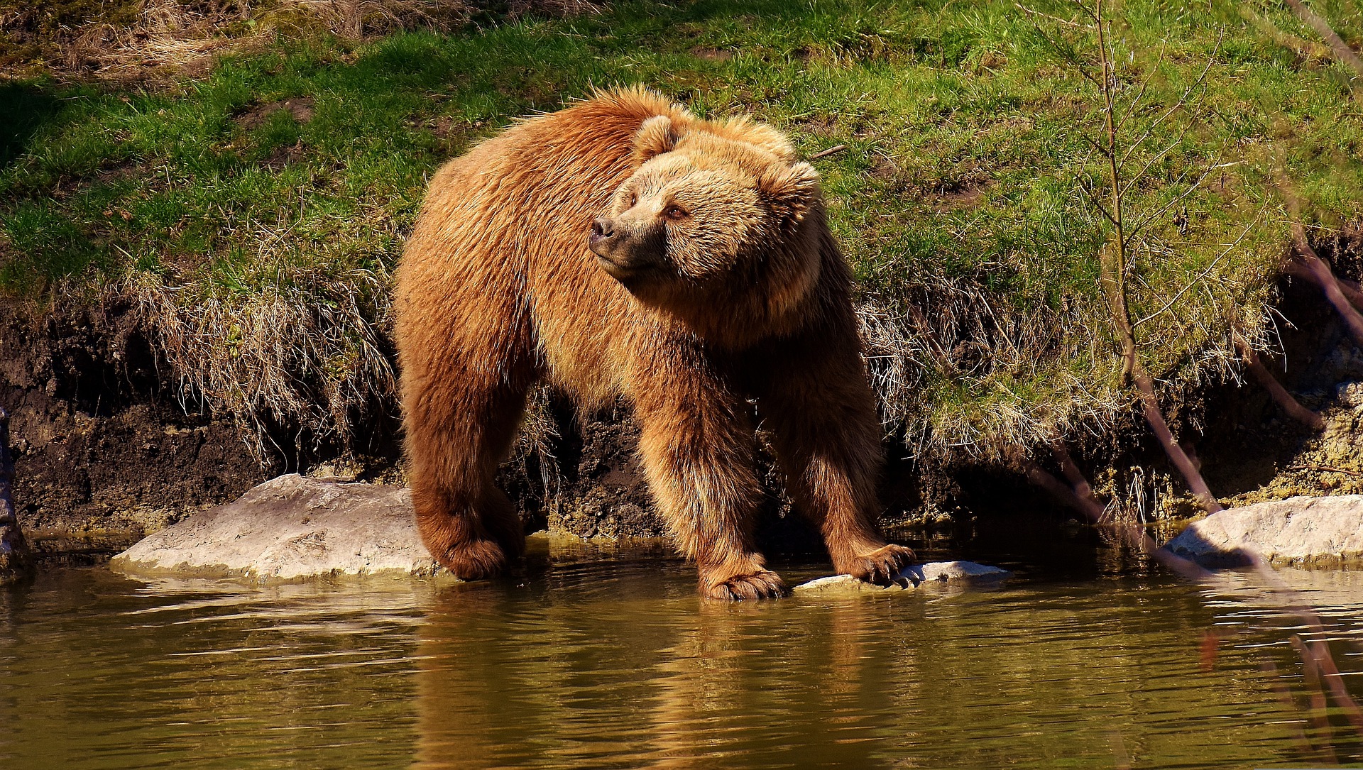 Niedźwiedzie w Tatrach rozpoczęły przygotowania do zimy i pojawiają się obok ludzkich osiedli
