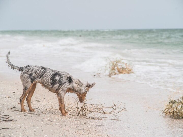 Borneo – Raj dla miłośników dzikiej przyrody i plaż
