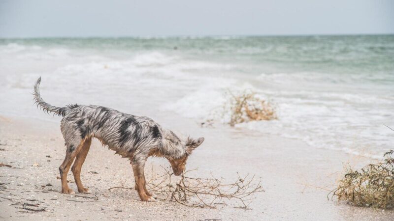 Borneo – Raj dla miłośników dzikiej przyrody i plaż