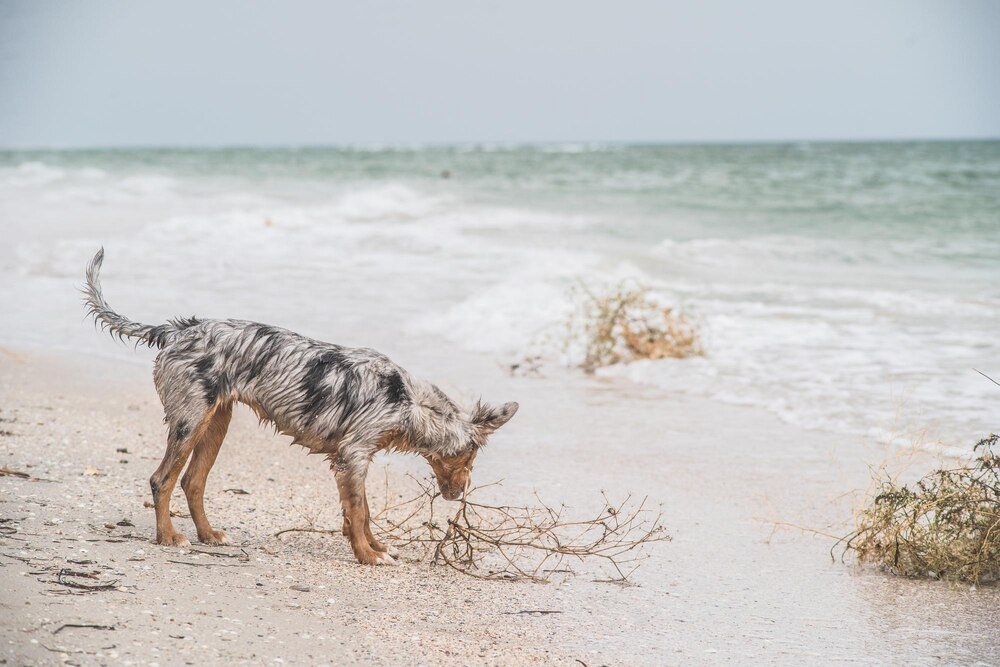Borneo – Raj dla miłośników dzikiej przyrody i plaż